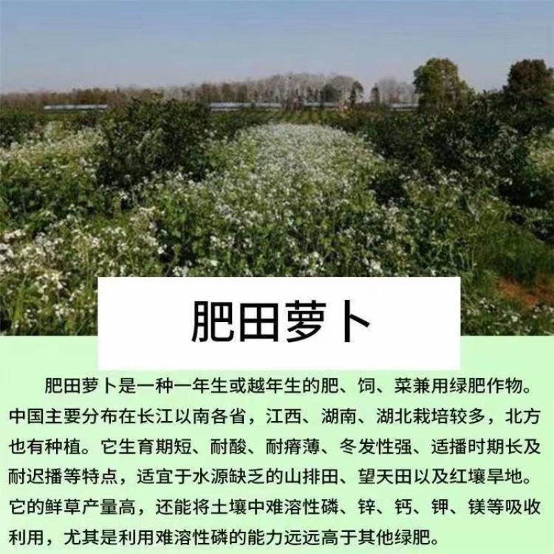 肥田萝卜绿肥种子肥田萝卜秋冬绿肥大全紫云英毛苕白三叶苜蓿