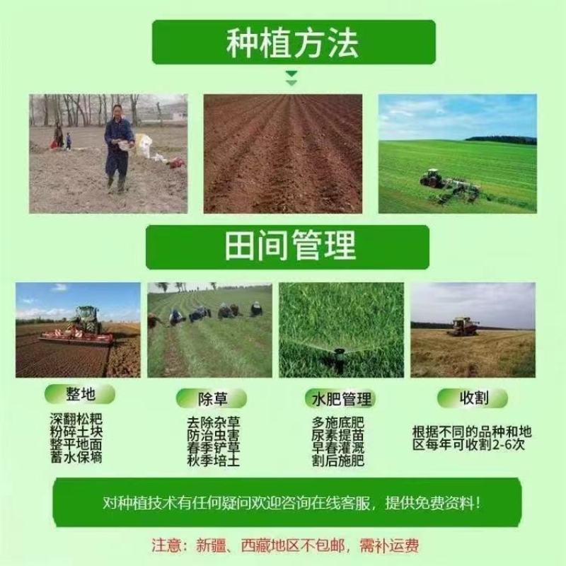 肥田萝卜绿肥种子肥田萝卜秋冬绿肥大全紫云英毛苕白三叶苜蓿