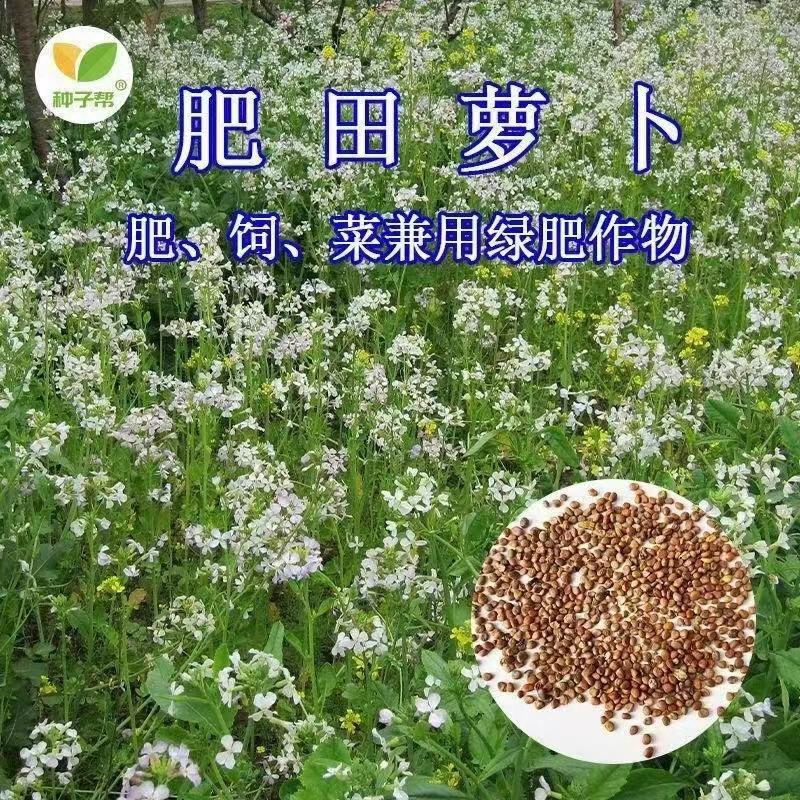 肥田萝卜绿肥种子肥田萝卜秋冬绿肥大全紫云英毛苕白三叶苜蓿