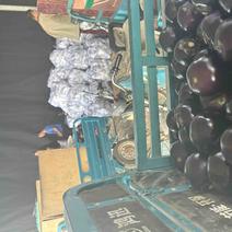 紫光圆茄己大量上市，基地直发，电商供货。