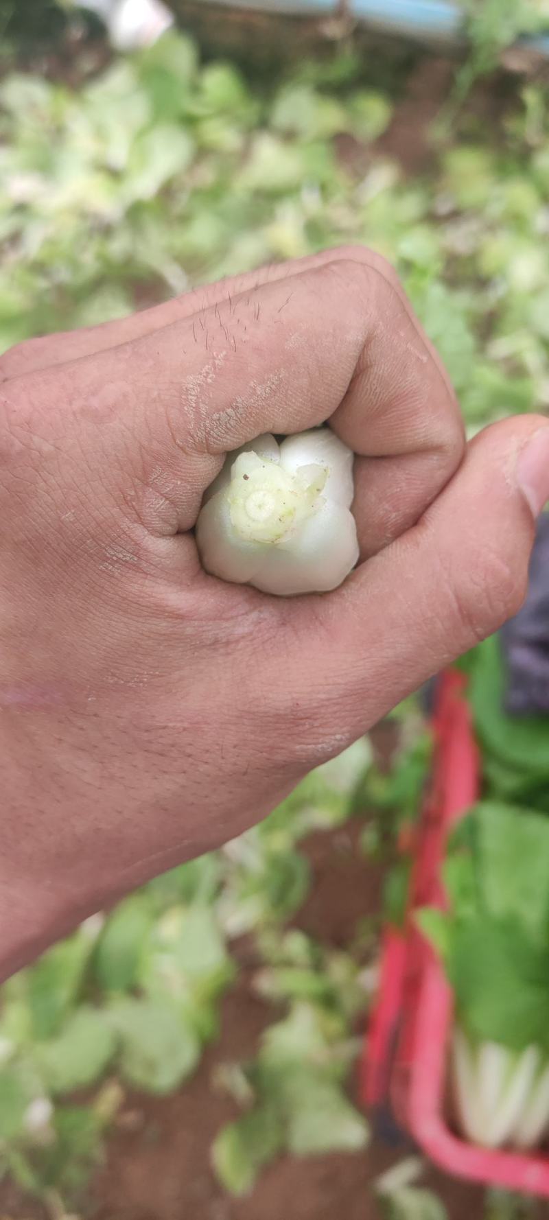 快菜奶白菜万亩基地商超批发市场全国发货