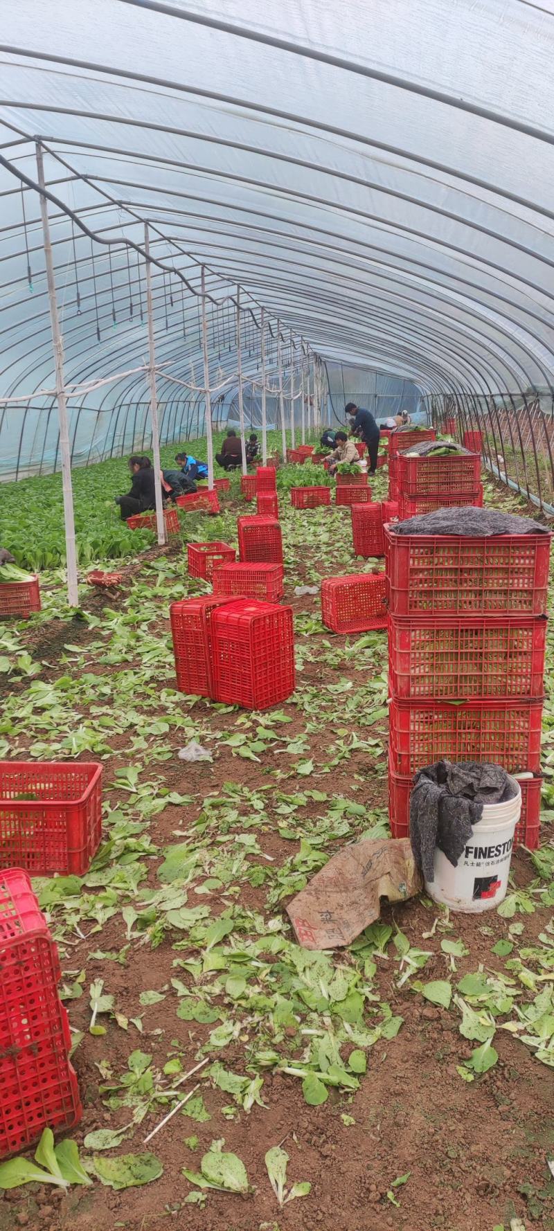 快菜奶白菜万亩基地商超批发市场全国发货