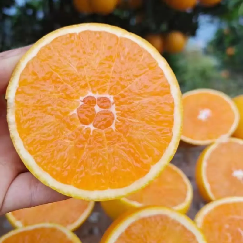 【推荐】湖北九月红果冻橙，皮薄多汁，水足纯甜，全国可发