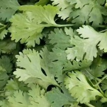 香河产地常年直供精品大叶香菜质量好价格实惠诚信服务
