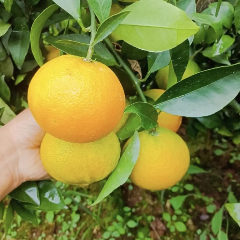 【推荐】湖北九月红果冻橙，皮薄多汁，水足纯甜，全国可发