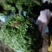 香河产地常年直供精品大叶香菜质量好价格实惠诚信服务