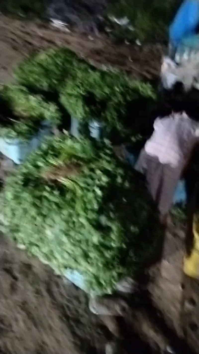 香河产地常年直供精品大叶香菜质量好价格实惠诚信服务
