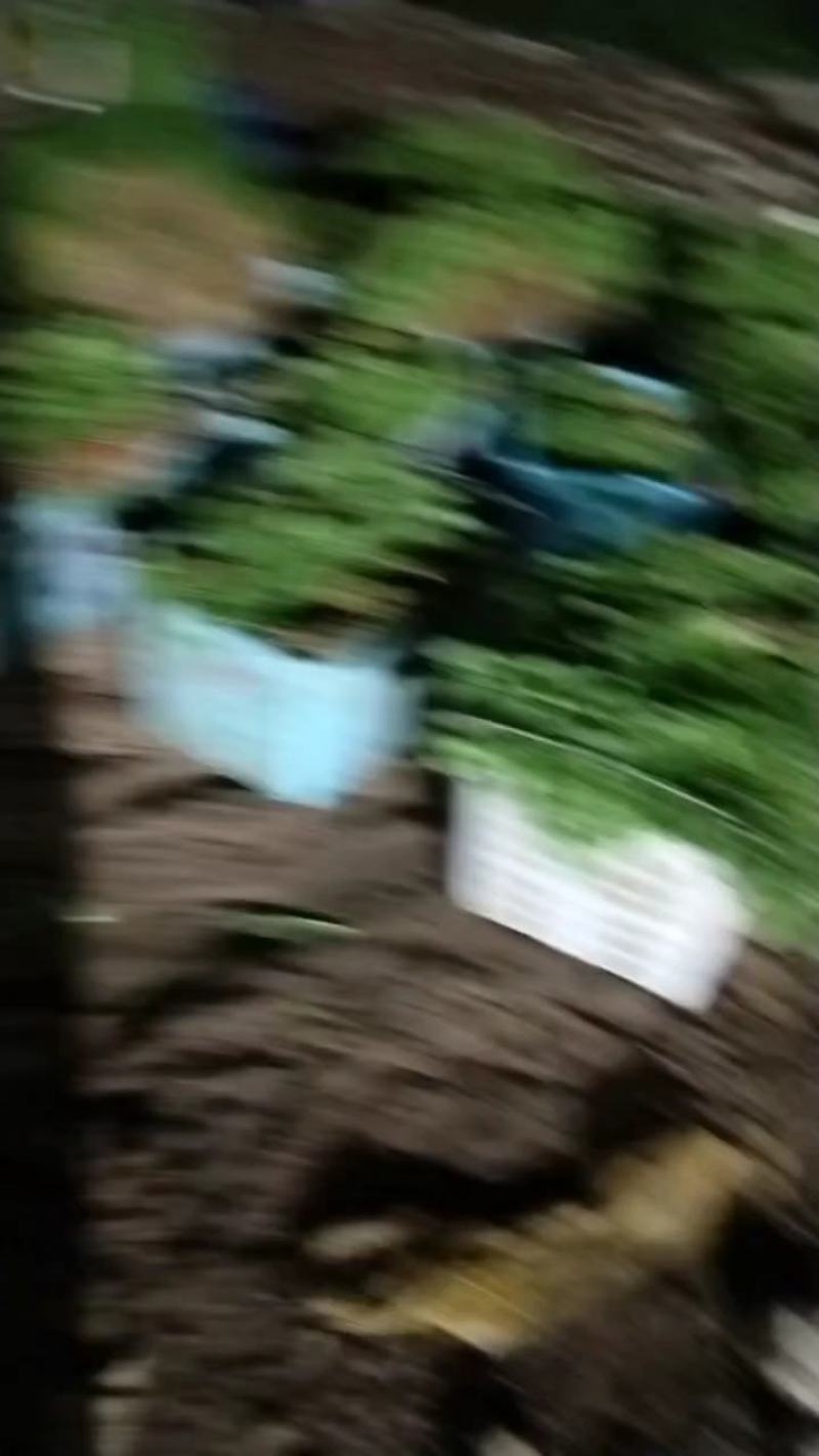香河产地常年直供精品大叶香菜质量好价格实惠诚信服务