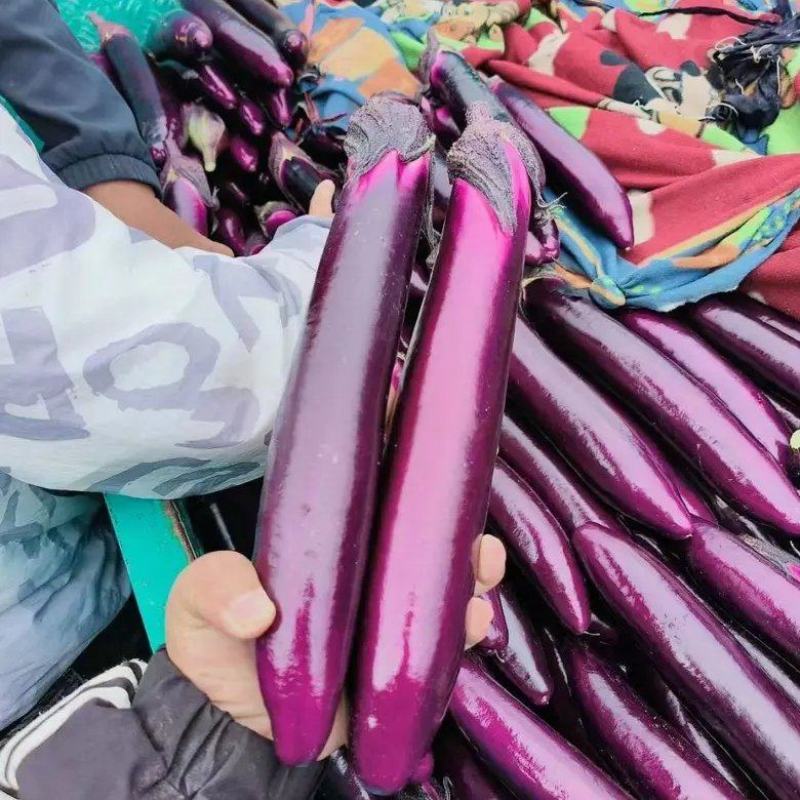 广茄紫长茄河南博爱茄子供应电商市场商超食堂加工厂