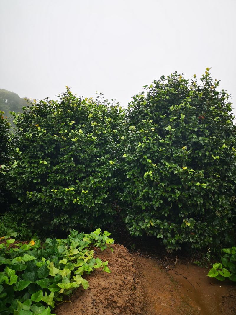 茶花球