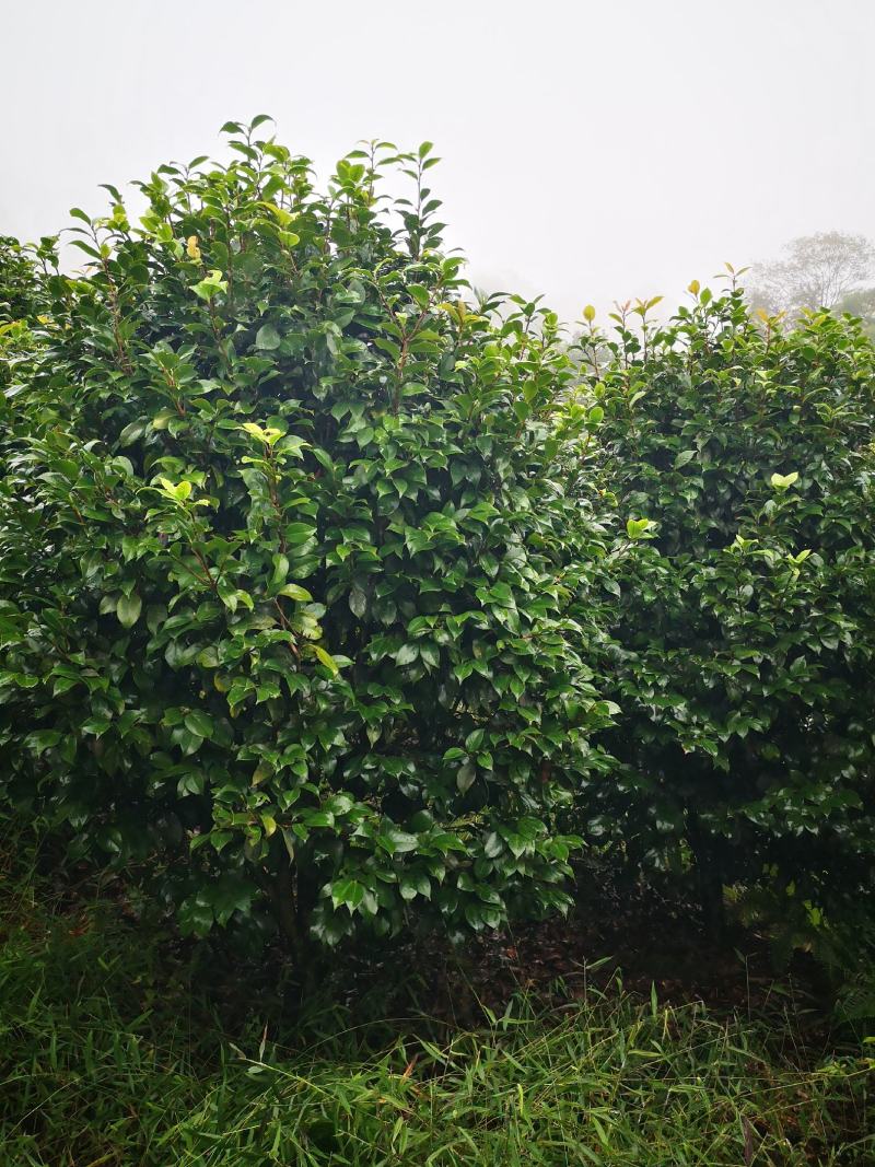 茶花球