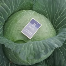 甘肃包菜发往全国各地