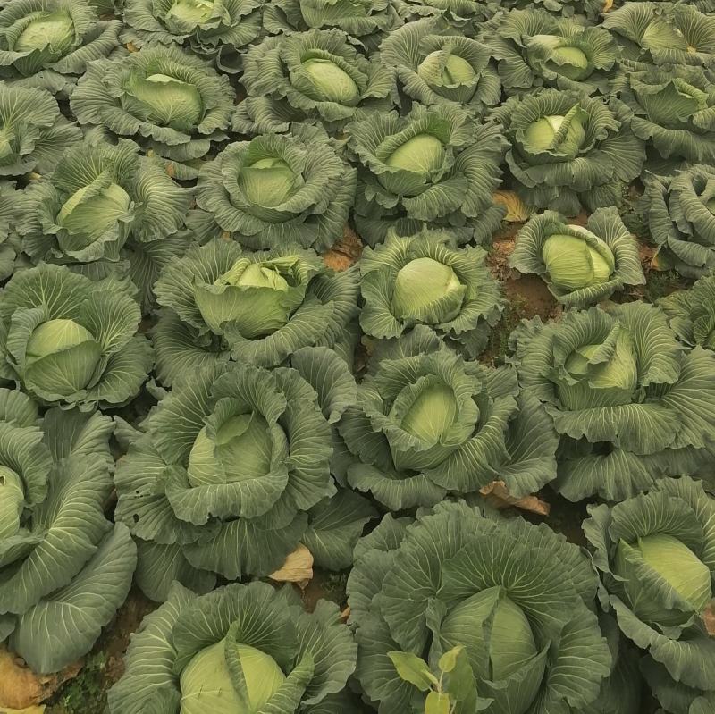 甘肃包菜发往全国各地