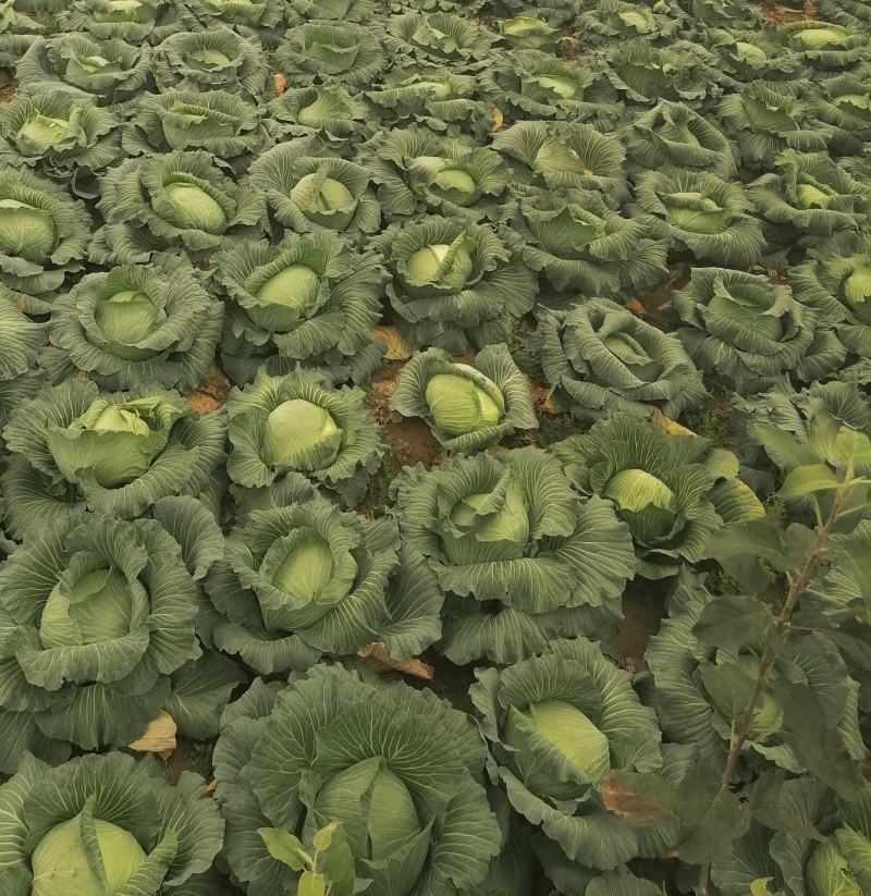 甘肃包菜发往全国各地