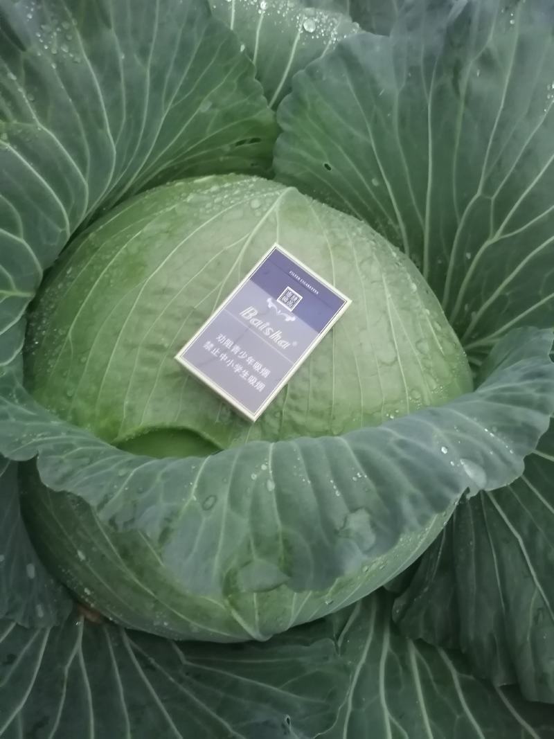 甘肃包菜发往全国各地