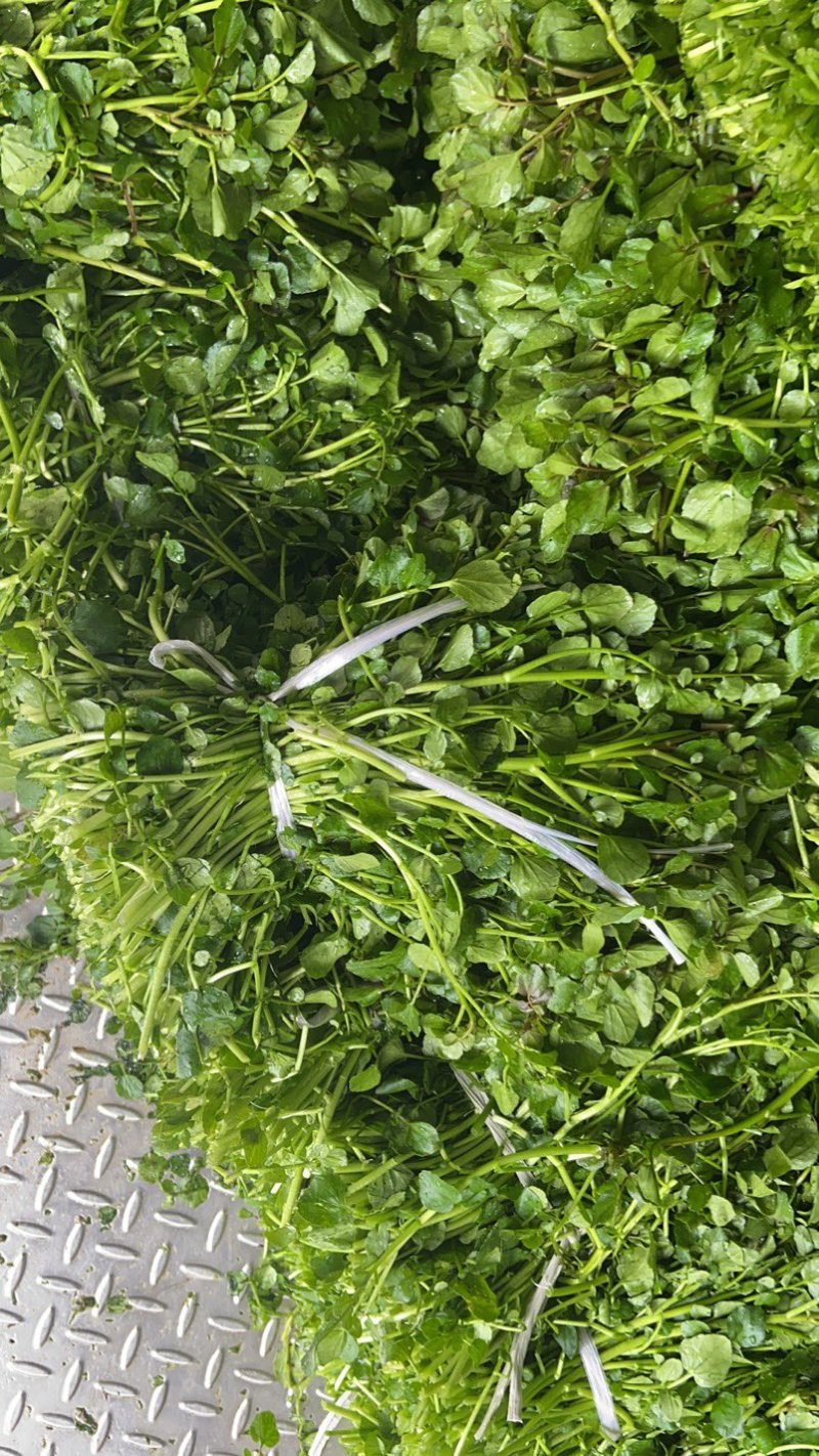 旱改水项目优质西洋菜苗大量供应，品质优良