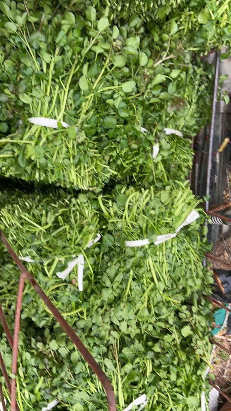 旱改水项目优质西洋菜苗大量供应，品质优良
