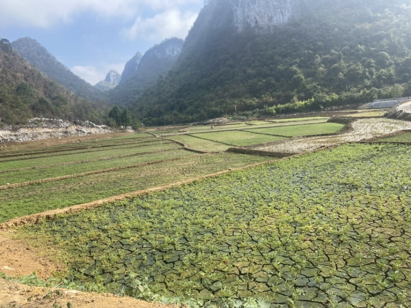 旱改水项目优质西洋菜苗大量供应，品质优良