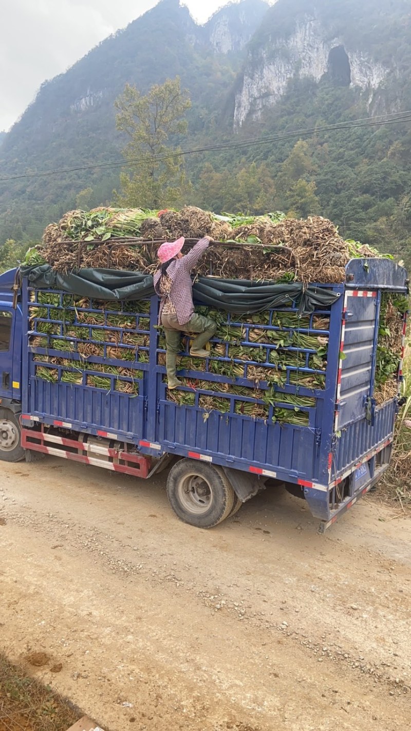 旱改水项目优质西洋菜苗大量供应，品质优良