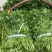旱改水项目优质西洋菜苗大量供应，品质优良