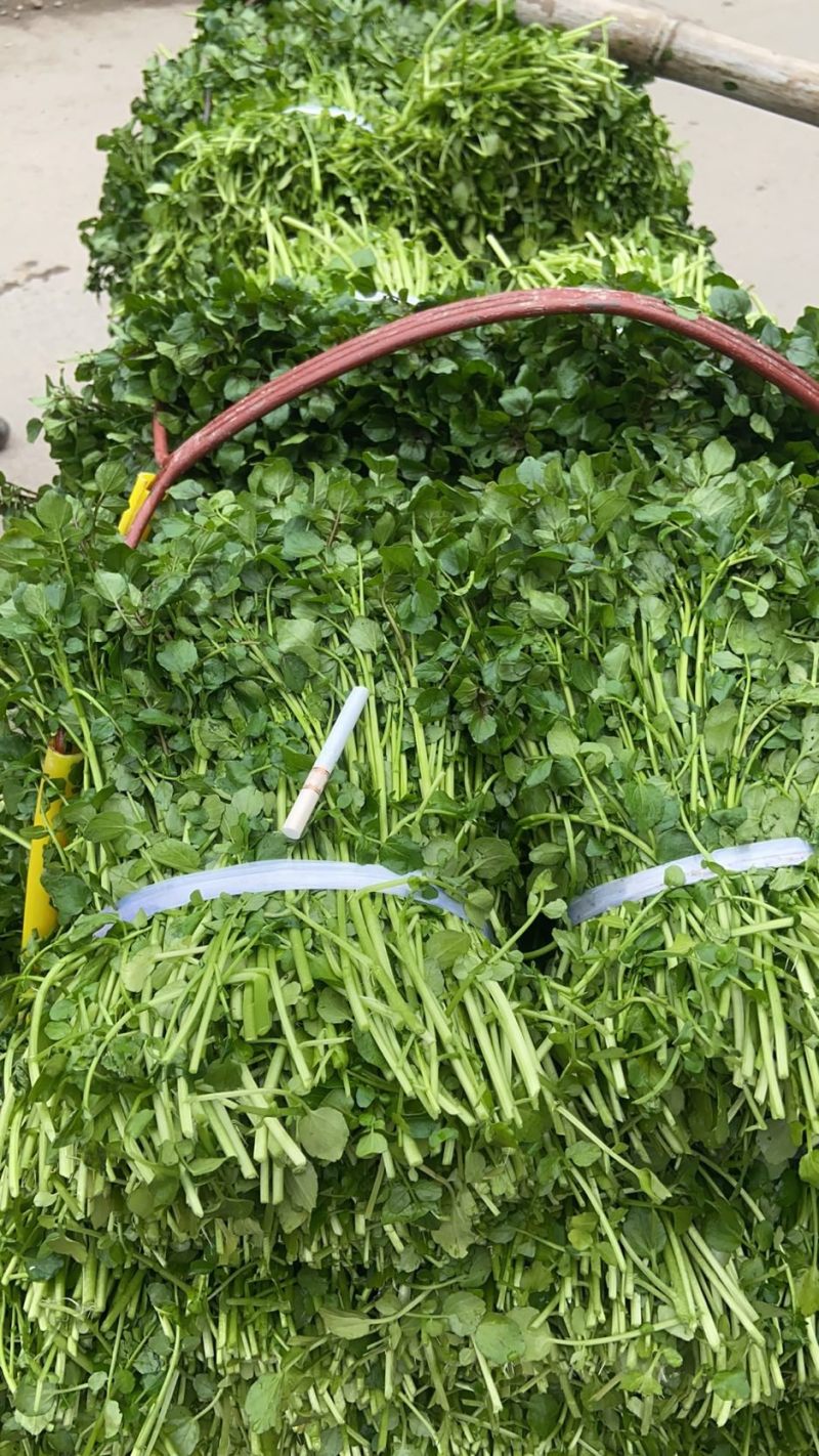 旱改水项目优质西洋菜苗大量供应，品质优良