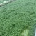 旱改水项目优质西洋菜苗大量供应，品质优良