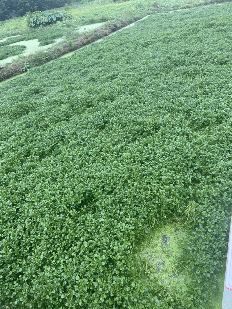 旱改水项目优质西洋菜苗大量供应，品质优良