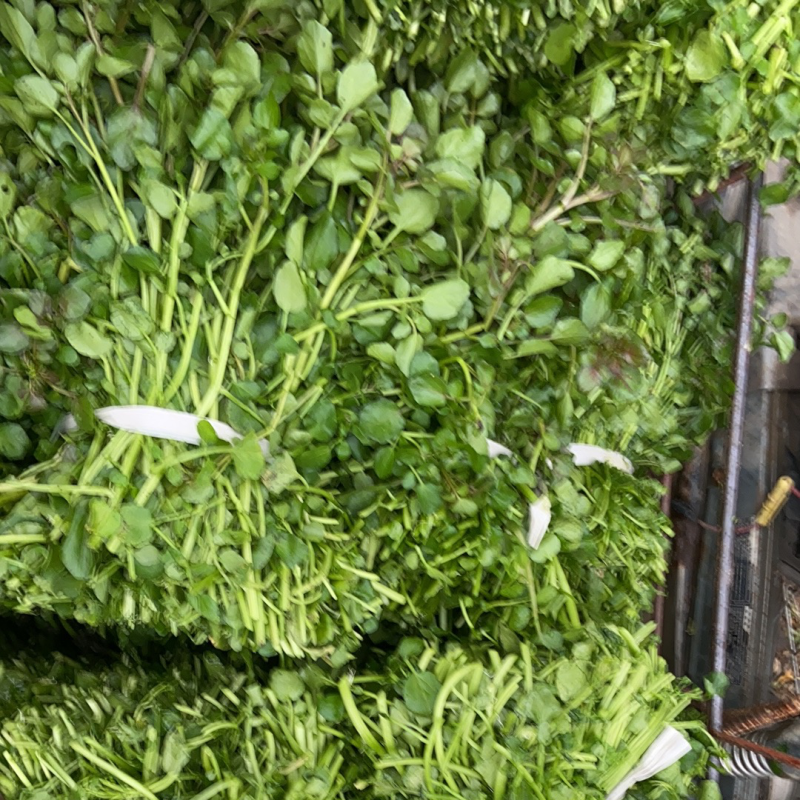 旱改水项目优质西洋菜苗大量供应，品质优良