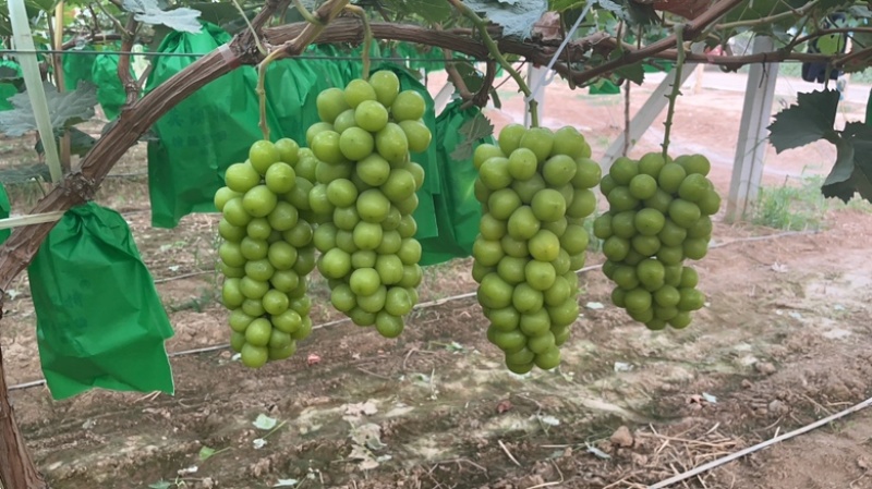 陕西大荔阳光玫瑰
