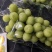 陕西大荔阳光玫瑰