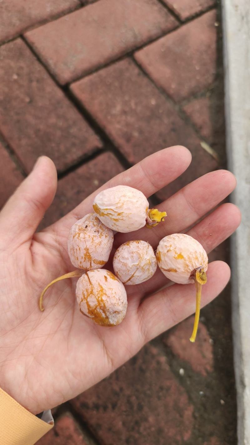 银杏果