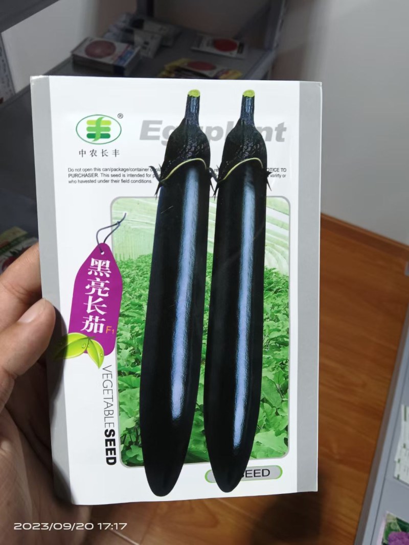 黑亮长茄种子