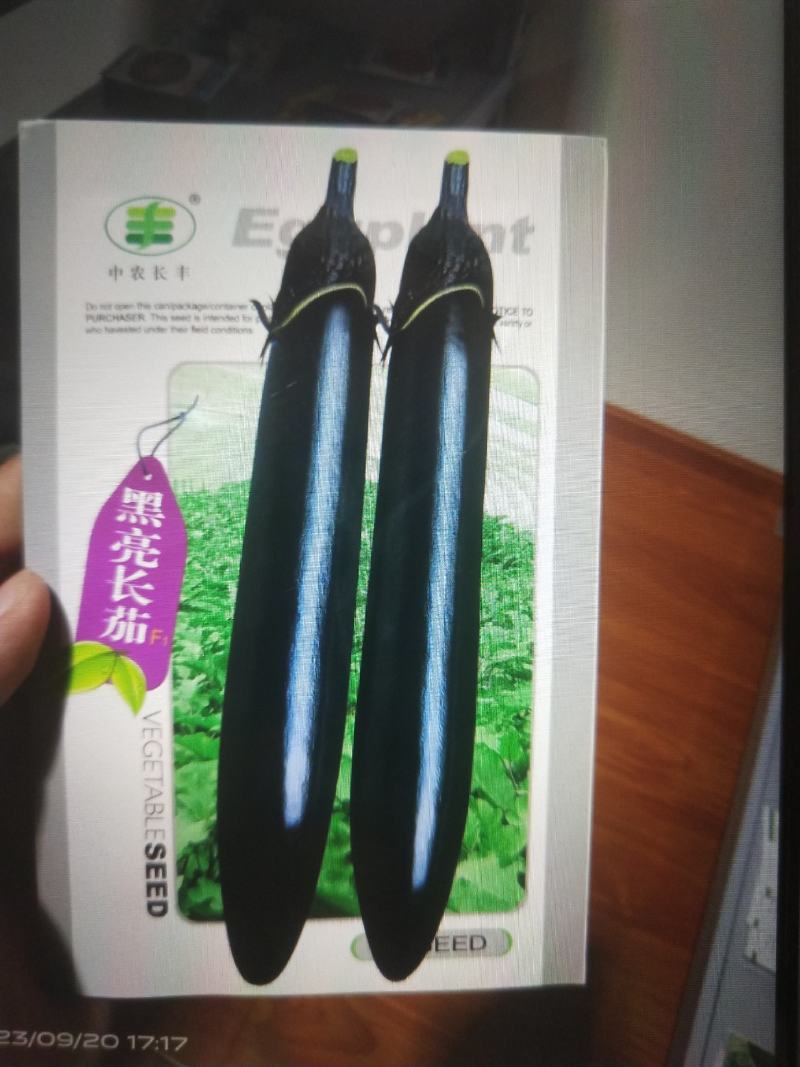 黑亮长茄种子