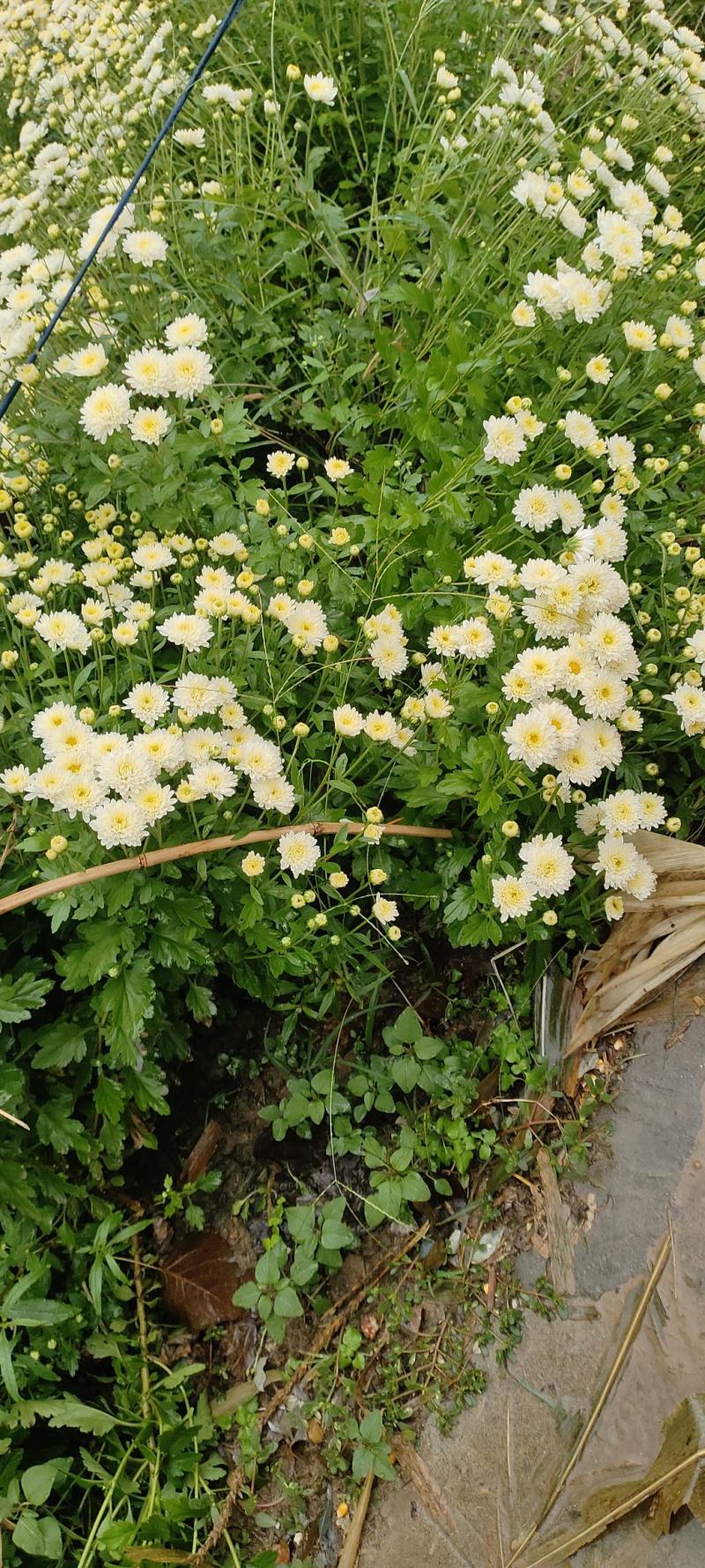 大量菊花上市了