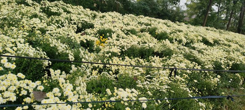 大量菊花上市了