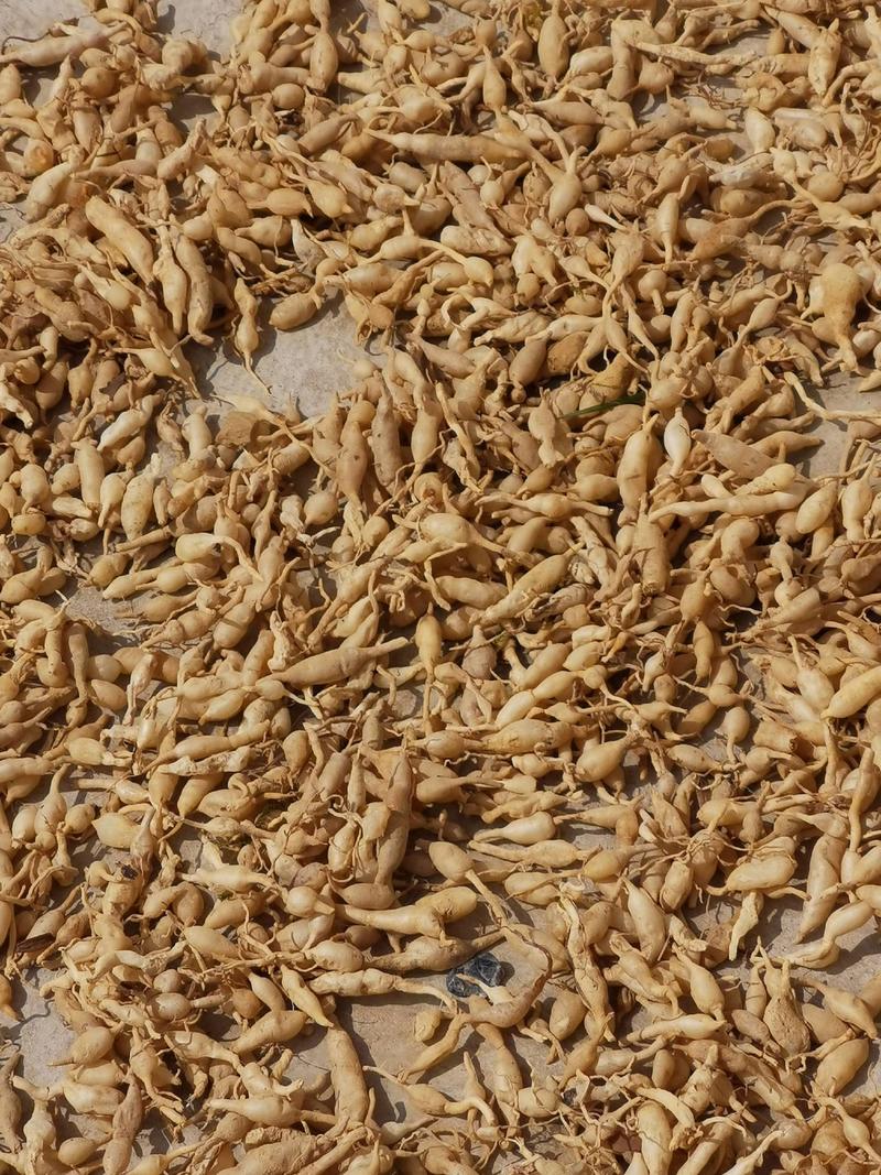 供应山区麦冬颗粒干货野麦冬