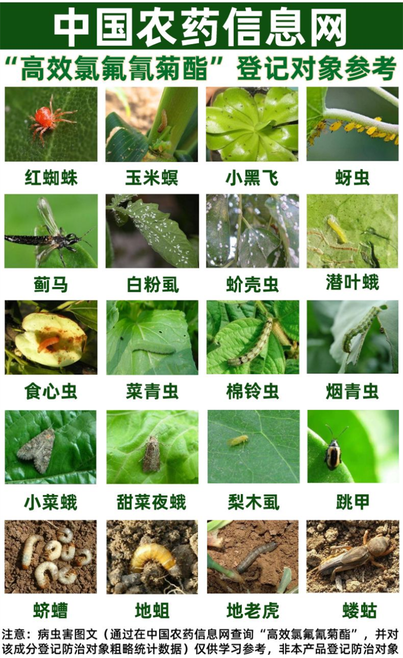 10%高效氯氟氰菊酯昆虫菜青虫触杀和胃毒神经杀虫剂
