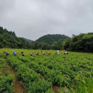 湘西莓茶