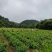 湘西莓茶