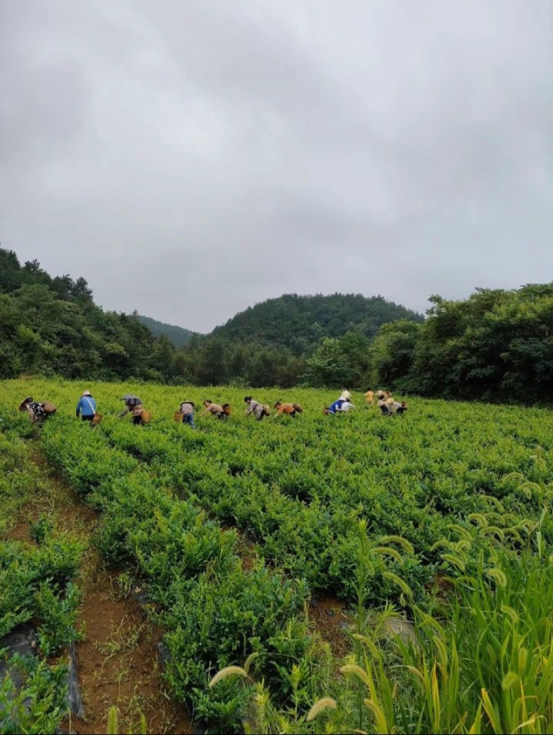 湘西莓茶