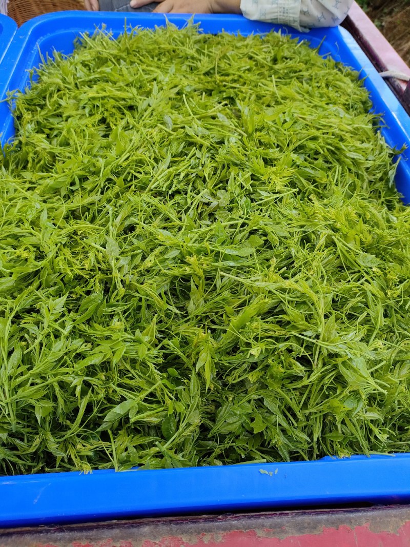 湘西莓茶