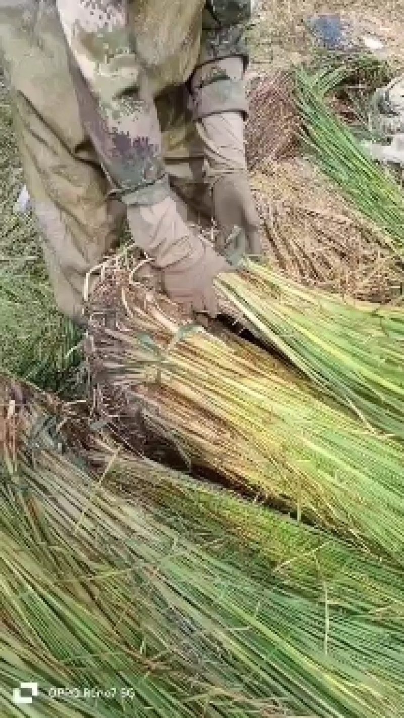 香蒲