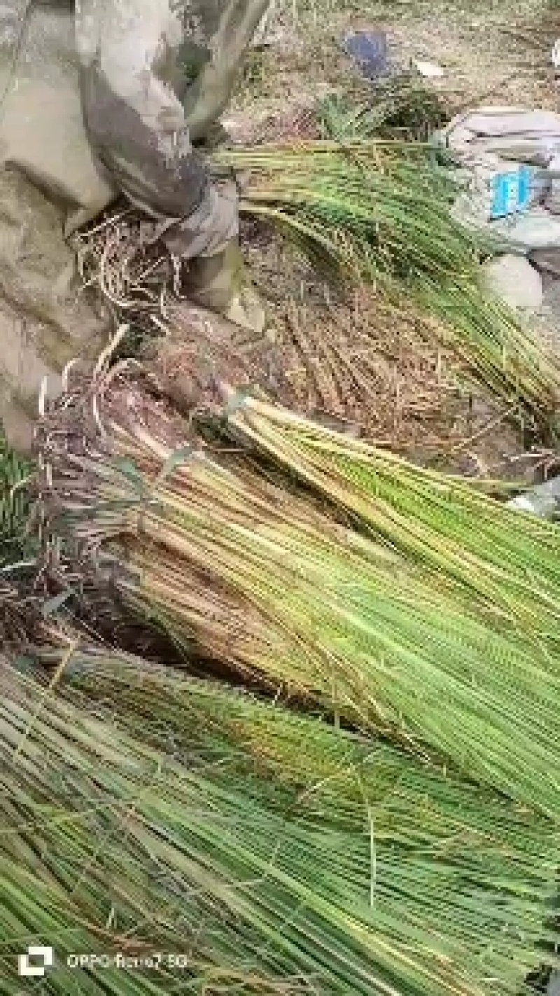 香蒲