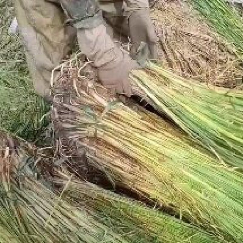 香蒲