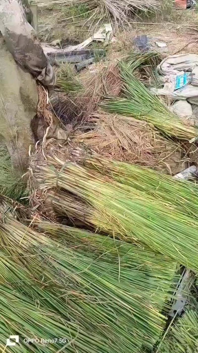 香蒲