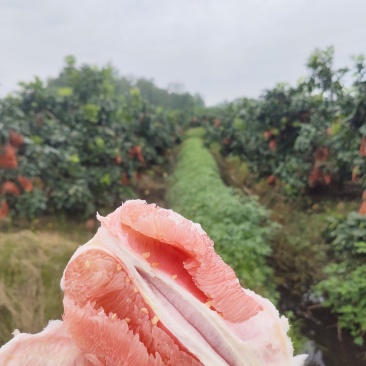 四川产地三红柚口感非常好水分充足，量大优惠，欢迎合