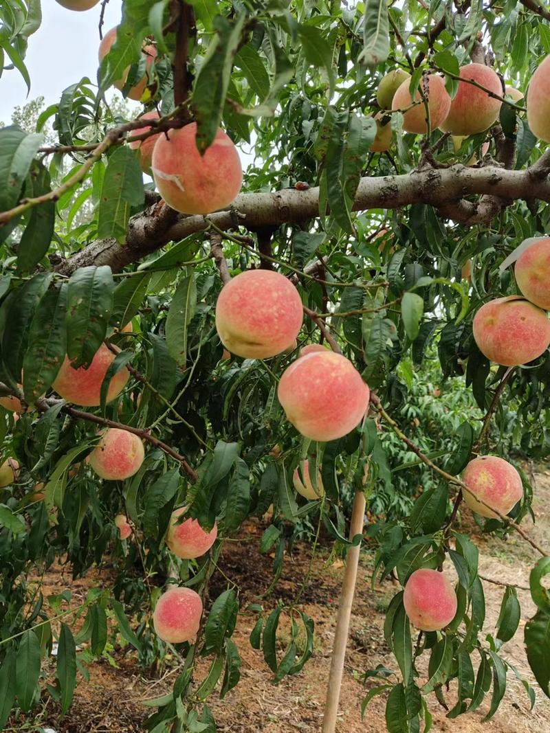 金秋红蜜脆甜精品桃子现摘现发新鲜应季全国发货