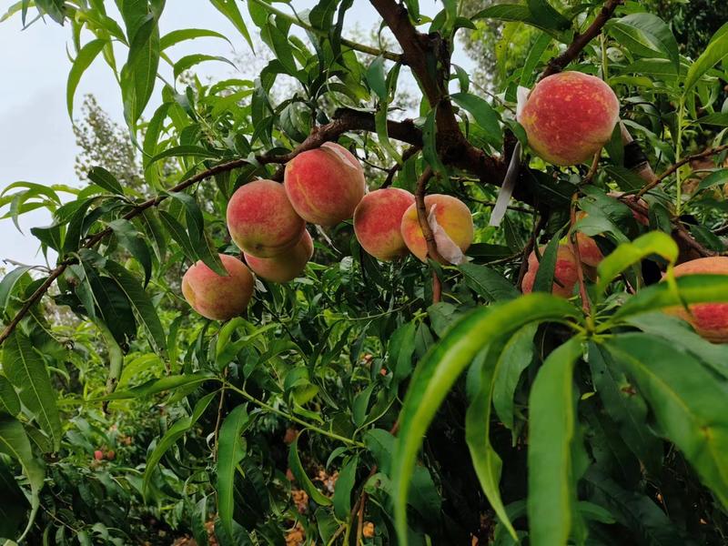 金秋红蜜脆甜精品桃子现摘现发新鲜应季全国发货