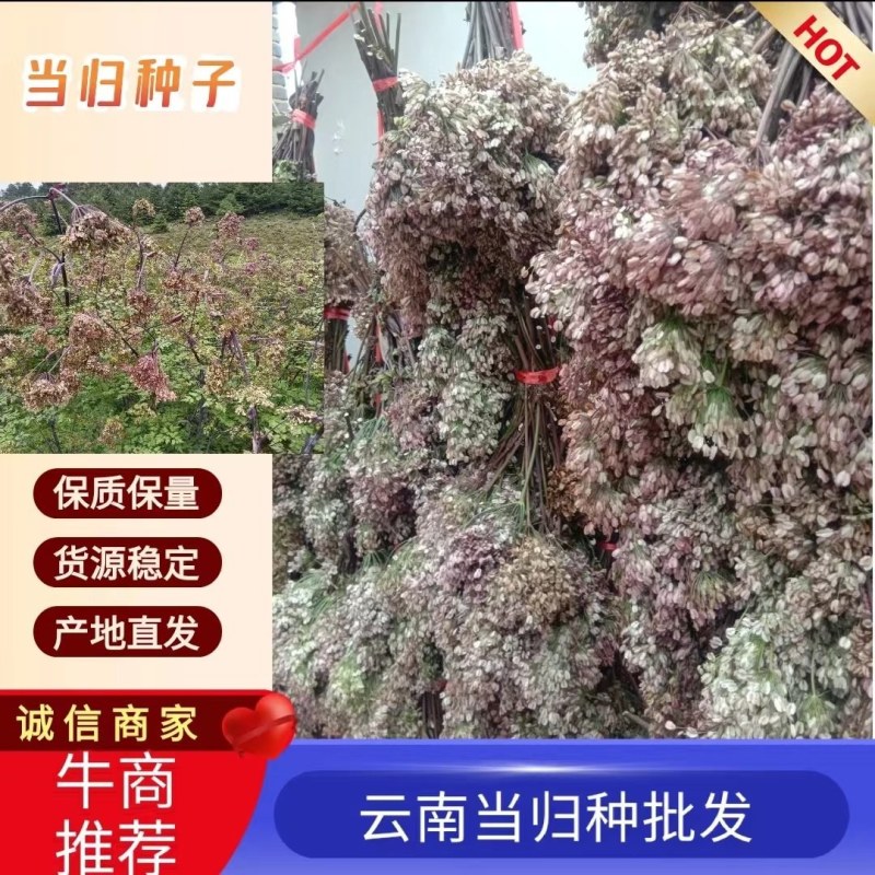 当归种子