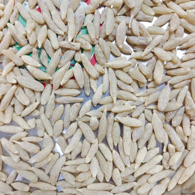 四川麦冬大货批发常年供货量大从优